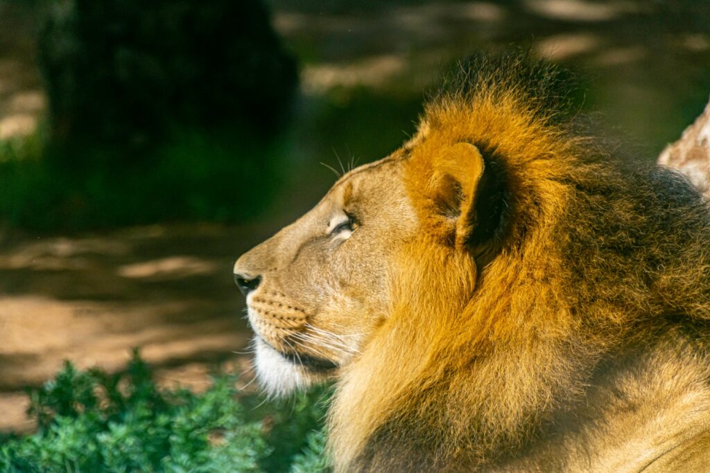 Profile of a majestic lion basking in sunlight, showcasing its vibrant mane and relaxed demeanor.